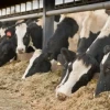 Psyllium Isphgulla cattle feed